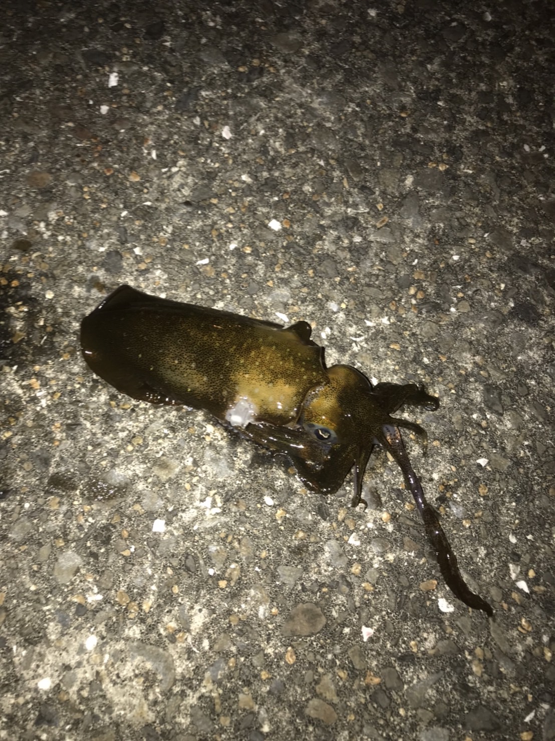 松山市で仕事帰りの短時間エギング 釣りとお酒と時々ごはん